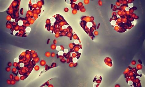 Hematopoietic stem cells - Drug Discovery World (DDW)