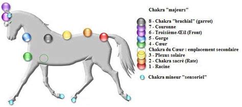 Lithothérapie et chakras animaux Association Médiumnité Magnétisme