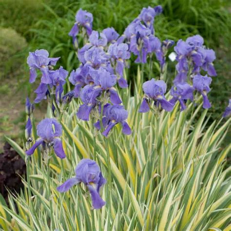 Iris Pallida Variegata Dalmatian Iris