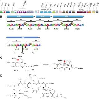 Bioinformatic And Structural Analysis Of The Pyoverdine Produced By P