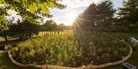 The Miyawaki Method Imagining A Mini Forest’s Potential