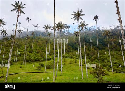 Palma de Cera del Quindío (Ceroxylon quindiuense), Valle del Cocora ...