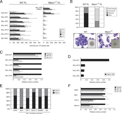 Meis1 Is Required For Initiation And Maintenance Of Mll Mediated