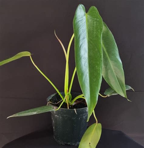 Philodendron Spiritus Sancti Actabotanica Br