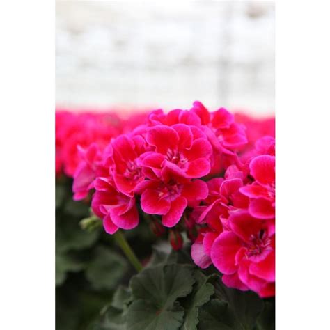 Geranium Geranium Savannah Hot Pink Sizzle From American Farms