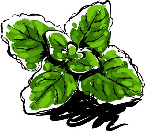 Mint Leaf Line Drawing stock vectors - iStock