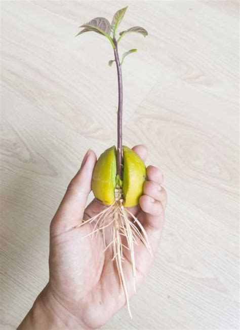 Come Coltivare L Avocado Sul Balcone Lavorincasa It