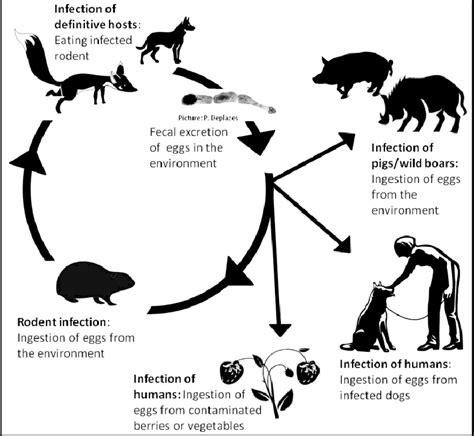 Echinococcus Multilocularis Life Cycle Wahlström Et Al 2011 Download Scientific Diagram