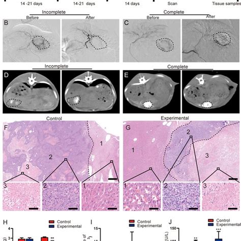 Evaluation Of Tace Treatment In Rabbit Vx2 Liver Tumor Models A