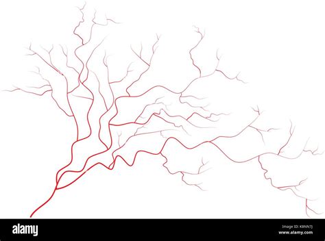 Eye Veins Human Red Blood Vessels Blood System Vector Illustration