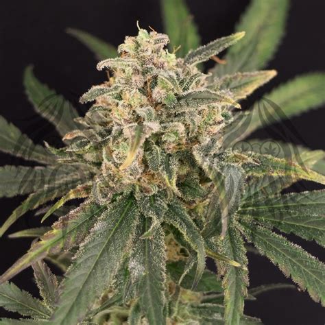 Tsunami Haze Quantamon Seeds Cannabis Strain Info