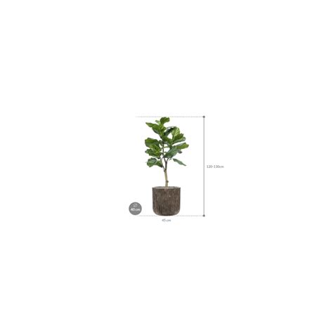 Ficus Lyrata Vertakt Luxe Lite Universe Waterfall Cilinder Kunstplant