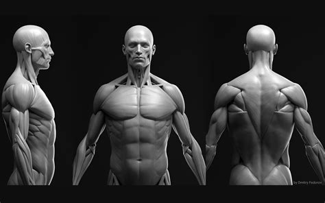 D Anatomy Male Ecorche Render Scene Cggoat