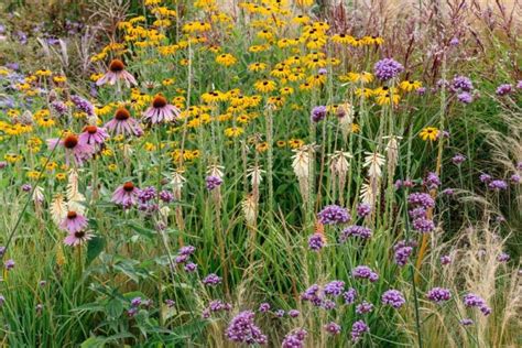 Verbenas Are Great At Tying Planting Together - Here Are 4 Plants To Grow With Them ...