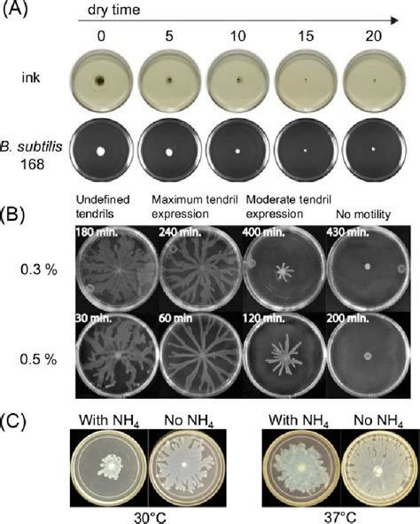 Examples Of Factors In Surface Motility Assay Preparation That Affect