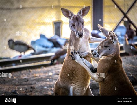 Canguros Amorosos Fotograf As E Im Genes De Alta Resoluci N Alamy