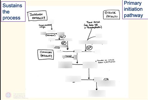 Coagulation cascade Diagram | Quizlet