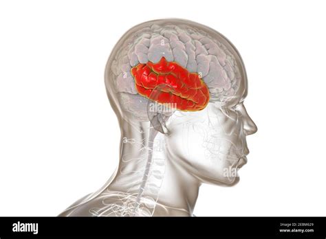 Human Brain With Highlighted Temporal Lobe Illustration Stock Photo