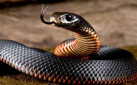 Cobra Negra Caracter Sticas Habitat Alimenta O E Reprodu O