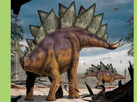 dinosaurussen stegosaurus