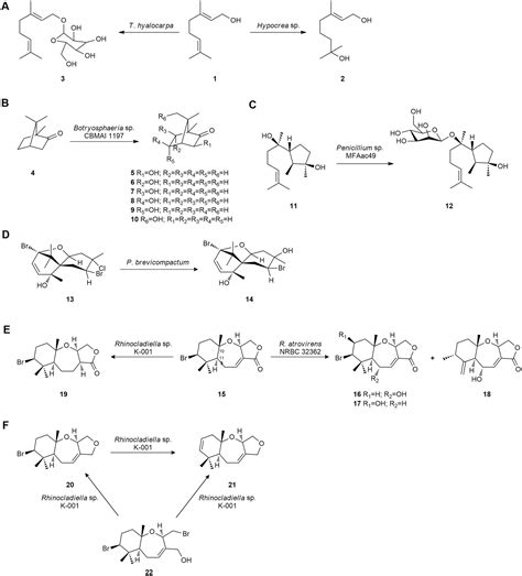 Frontiers Marine Derived Fungi As Biocatalysts