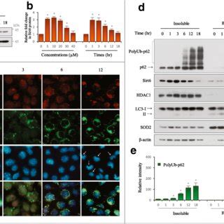 Subcellular Localization Of P And Sirt In Cd Treated Mes Cells A