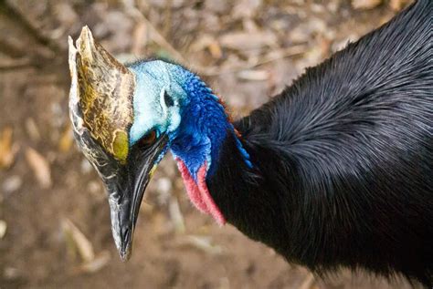 southern cassowary facts - Animals Time