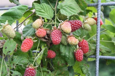 Verzorging Van Fruitbomen En Bessenstruiken Fruitbomen Net