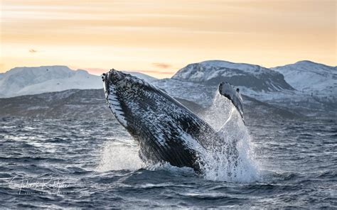 Humpback Whale Jump Valhalla Expedition