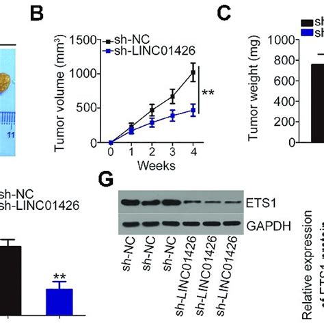 Linc Knockdown Inhibits The Growth Of Nsclc Tumors In Vivo A