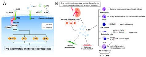 Il 33st2 Signaling In Renal Injury A Il 33 Binds To The Receptor