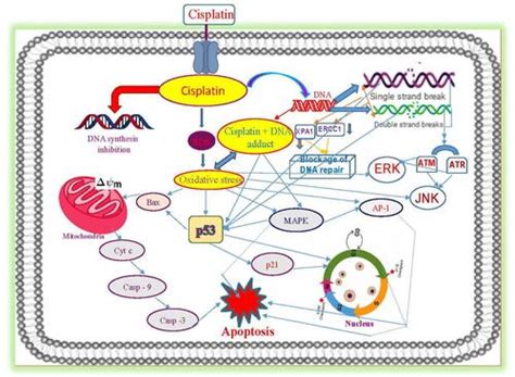 Full Article Advances In Our Understanding Of The Molecular Mechanisms