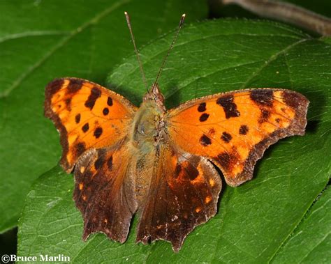 Eastern Comma Butterfly Polygonia Comma North American Insects