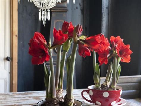 Amaryllis Pflegeanleitung nach der Blüte für das ganze Jahr