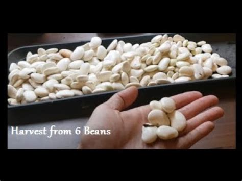 Greek Gigantes Beans Allotment Harvest Size Comparison Drying And