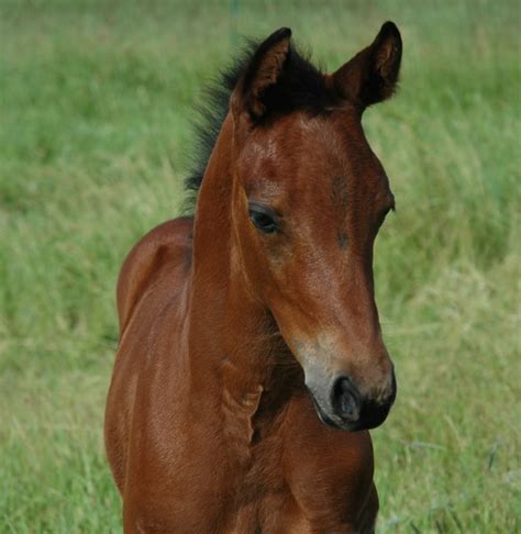 Friesian Heritage Horse & Sporthorse Foal Contest 2008