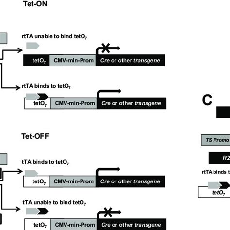 Inducible Conditional Gene Targeting A Schematic Representation Of