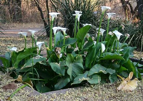 Calla Lily Care Indoors Potted:19 Easy Growth Hacks