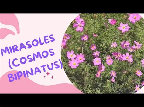 Propiedades Curativas De Los Mirasoles Youtube