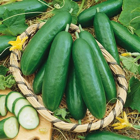 Cucumber Seeds Diva Vegetable Seeds In Packets And Bulk Eden Brothers