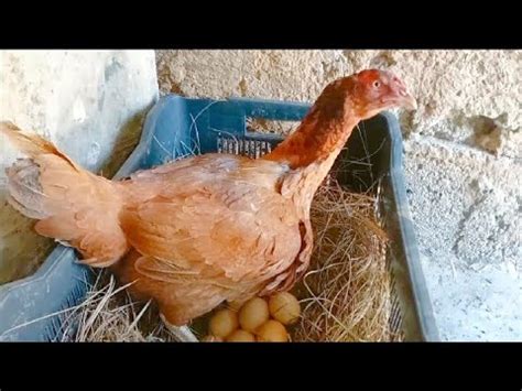 Red Aseel Hen Hatching Eggs Hen Harvesting Eggs To Chicks Murgi