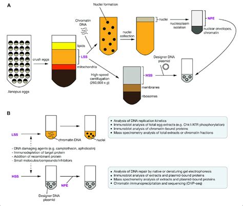 Use Of Xenopus Egg Extracts To Investigate The Ddr And Ubiquitin Download Scientific Diagram