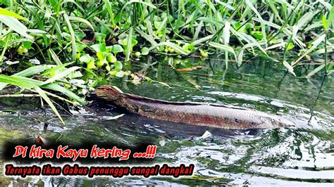 Rejeki Nomplok Nemu Sungai Dangkal Sarang Predator Air Tawar