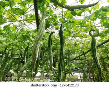 Snake Gourd Trichosanthes Anguina Linn Hanging Stock Photo