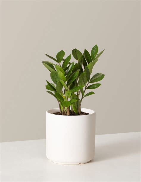 ZZ Plant | Low Light Plants & Houseplants Delivery | The Sill | Low ...