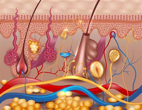 Enfermedades Causadas Por Bacterias S Ntomas Y Tratamientos