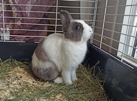 Adoption De Guimauve Ind Finie Lapin Nain B Lier R Gion Hauts De France