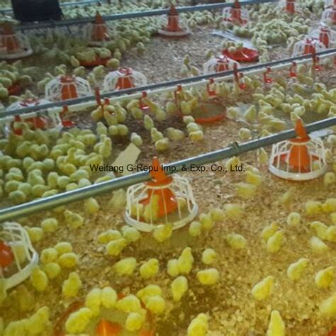 Full Set Automatic Broiler Chicken Feeding Equipment In Farm House