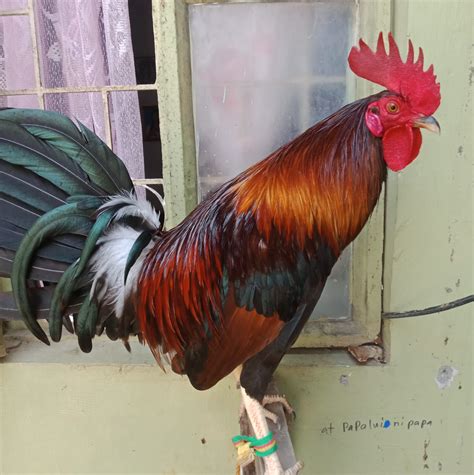 Backyard breeder/Laguna only | Santa Rosa