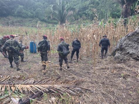 Erradican Sembrad Os De Hoja De Coca En Pet N Gobierno De Guatemala